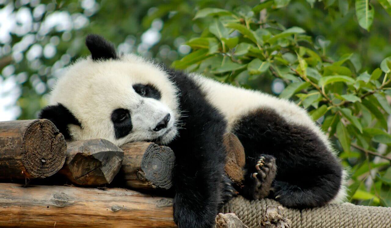 Surrender To The Night: Energy Field Sleep Healing