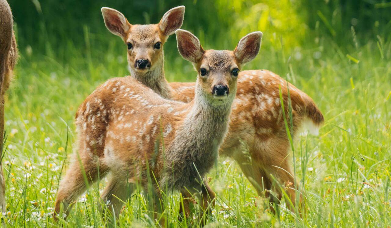 Understanding The Fawn Response: Insight Timer Live Session