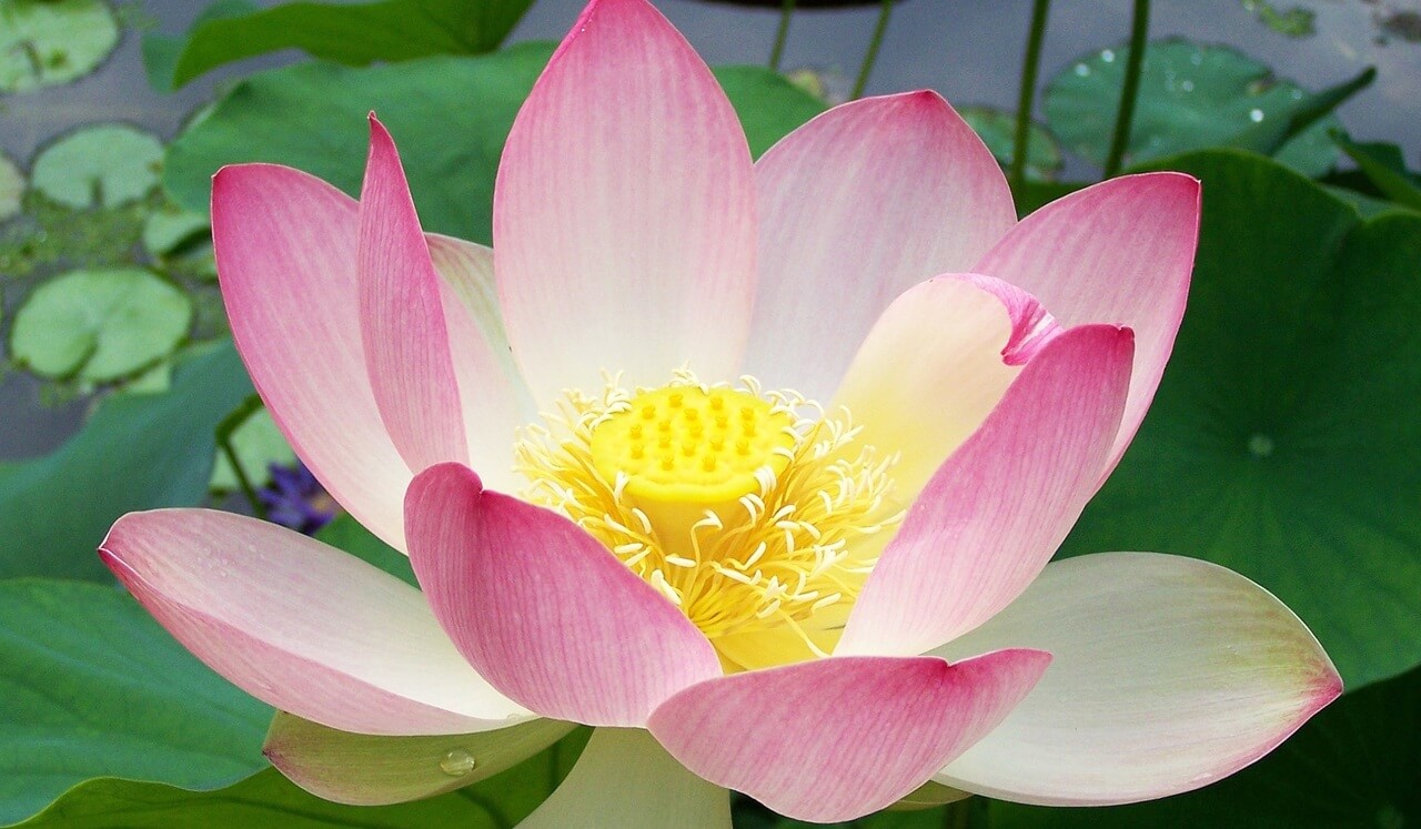 Difficult Emotions: Soften, Soothe, Allow At A Safe Distance