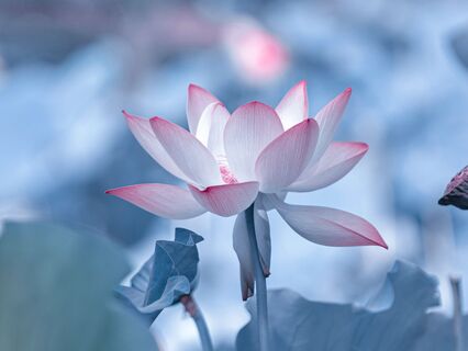 Strengthening Your Inner Guidance - by Yaima (Green Witch Meditation Guide)