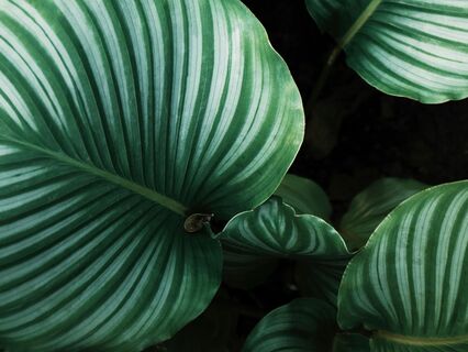 Yoga Nidra: [Day 3] Creating Inner Safety