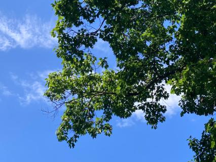 Humming: A Playful, Deepening Practice