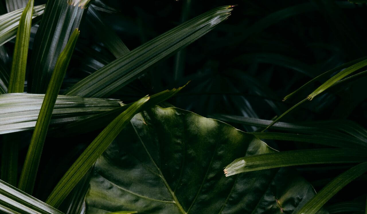 Live Recorded Emotional Regulation Practice July 2024