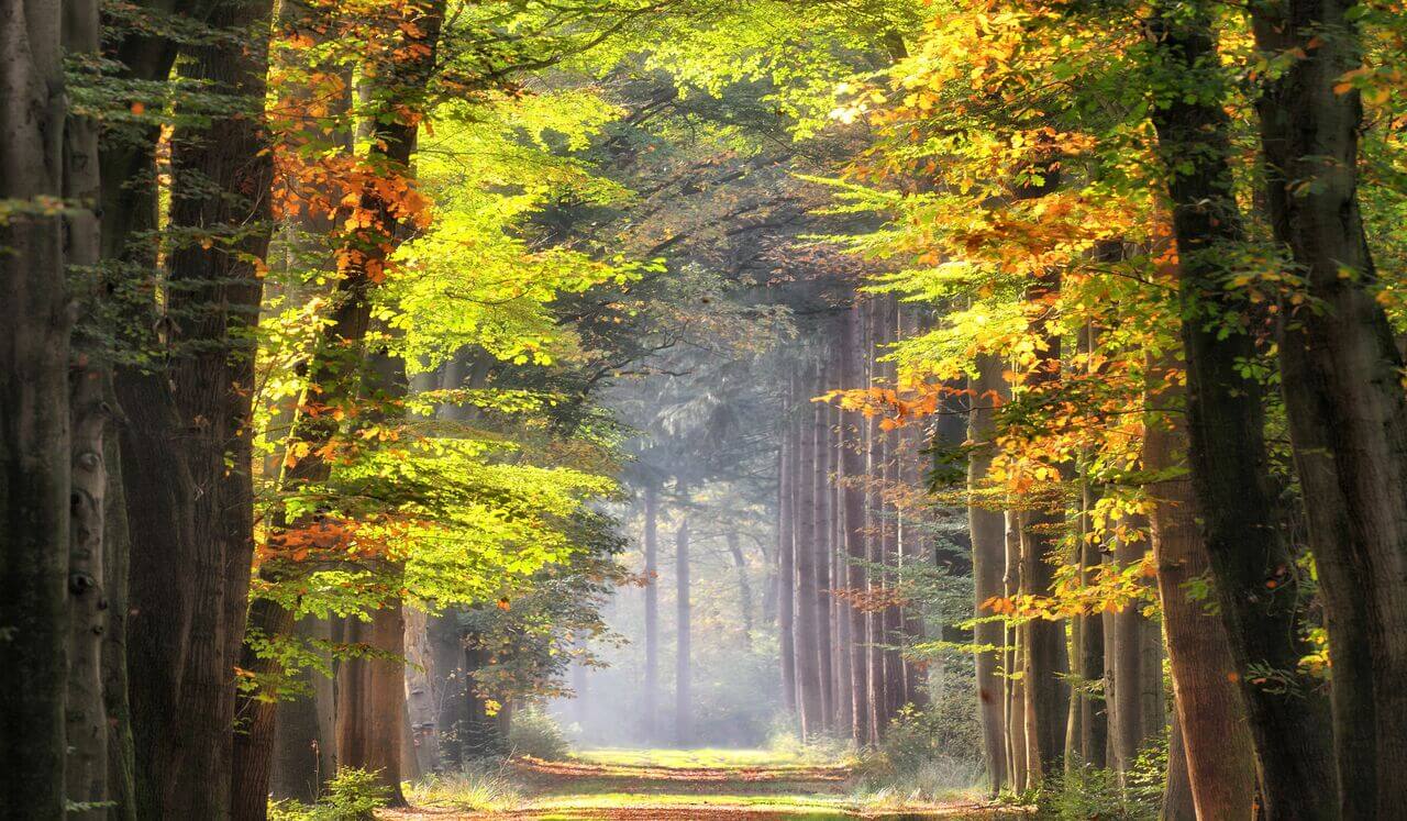 Deep Sleep Deep Healing: With Affirmations