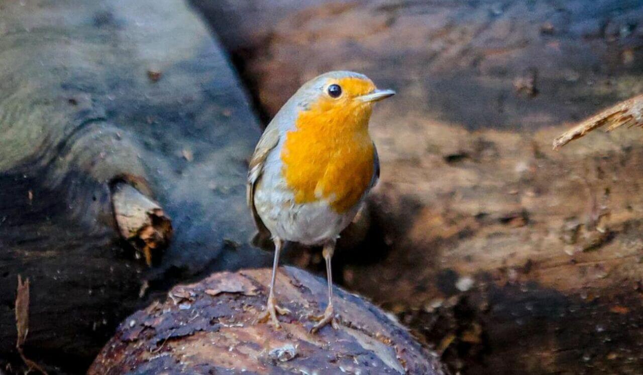 Free As A Bird | Transformative Live Forest Sessions