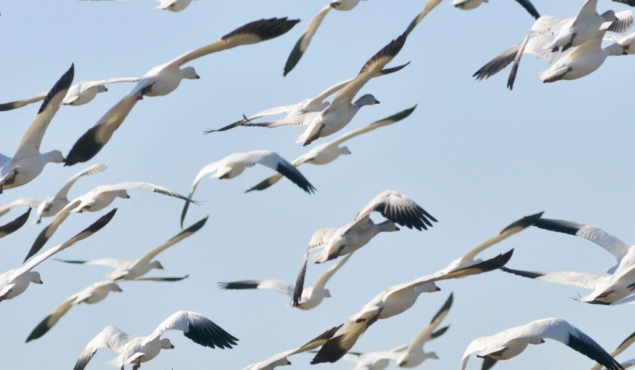 Release Trauma Signals - Panic