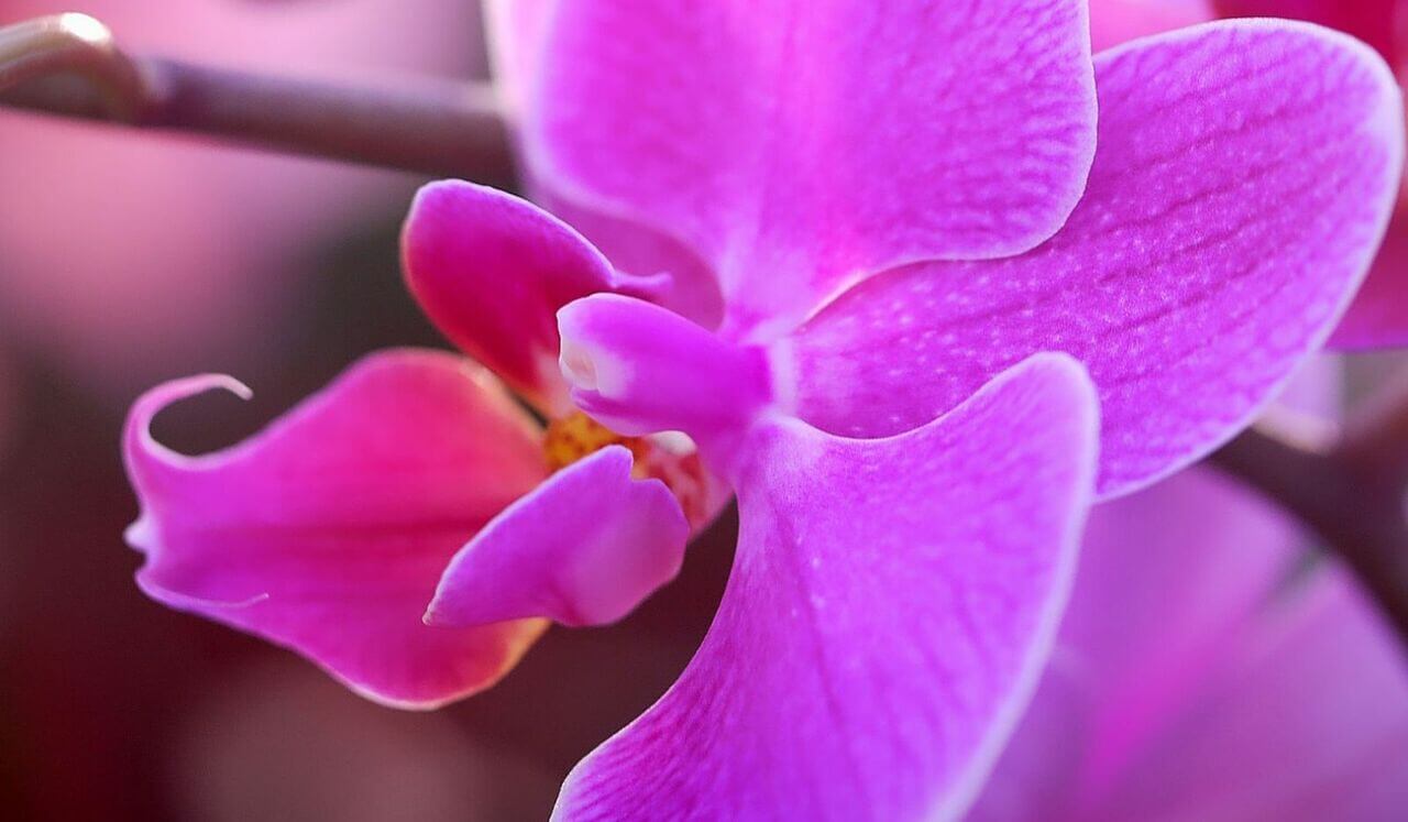 Quest For The Ethereal Orchid (Long Bedtime Story)