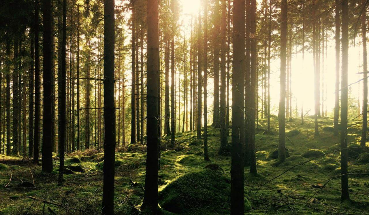 Sleep Meditation - Mystic Forest