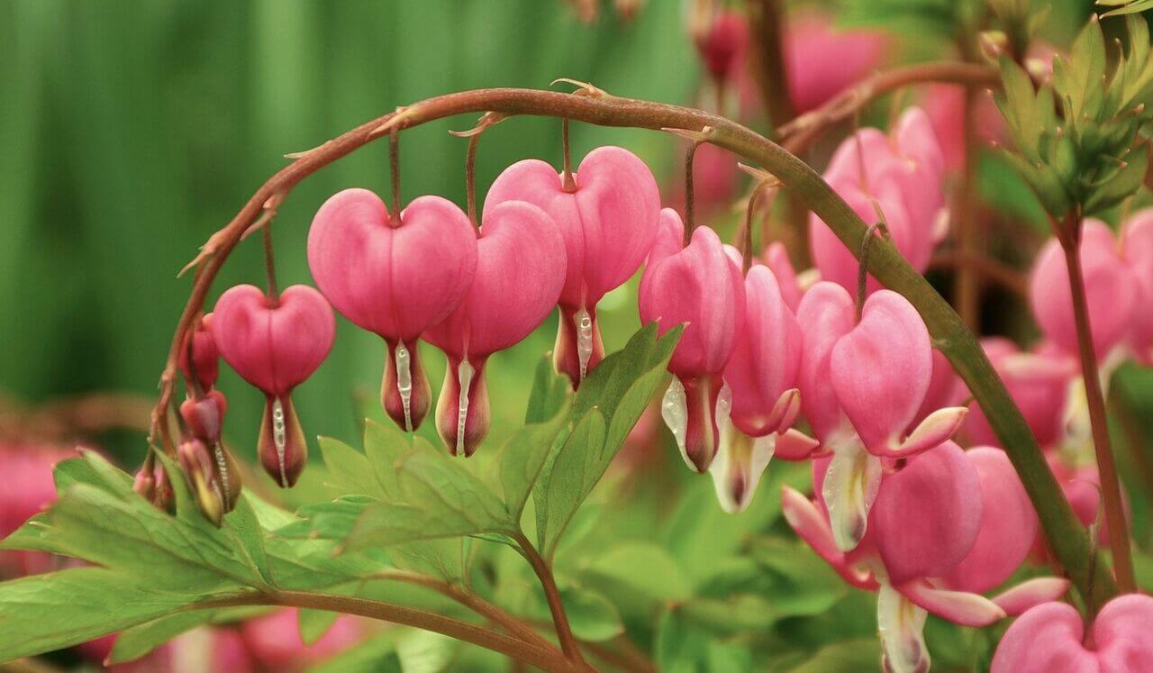 Sacred Earth Practice: Sacred Earth Healing