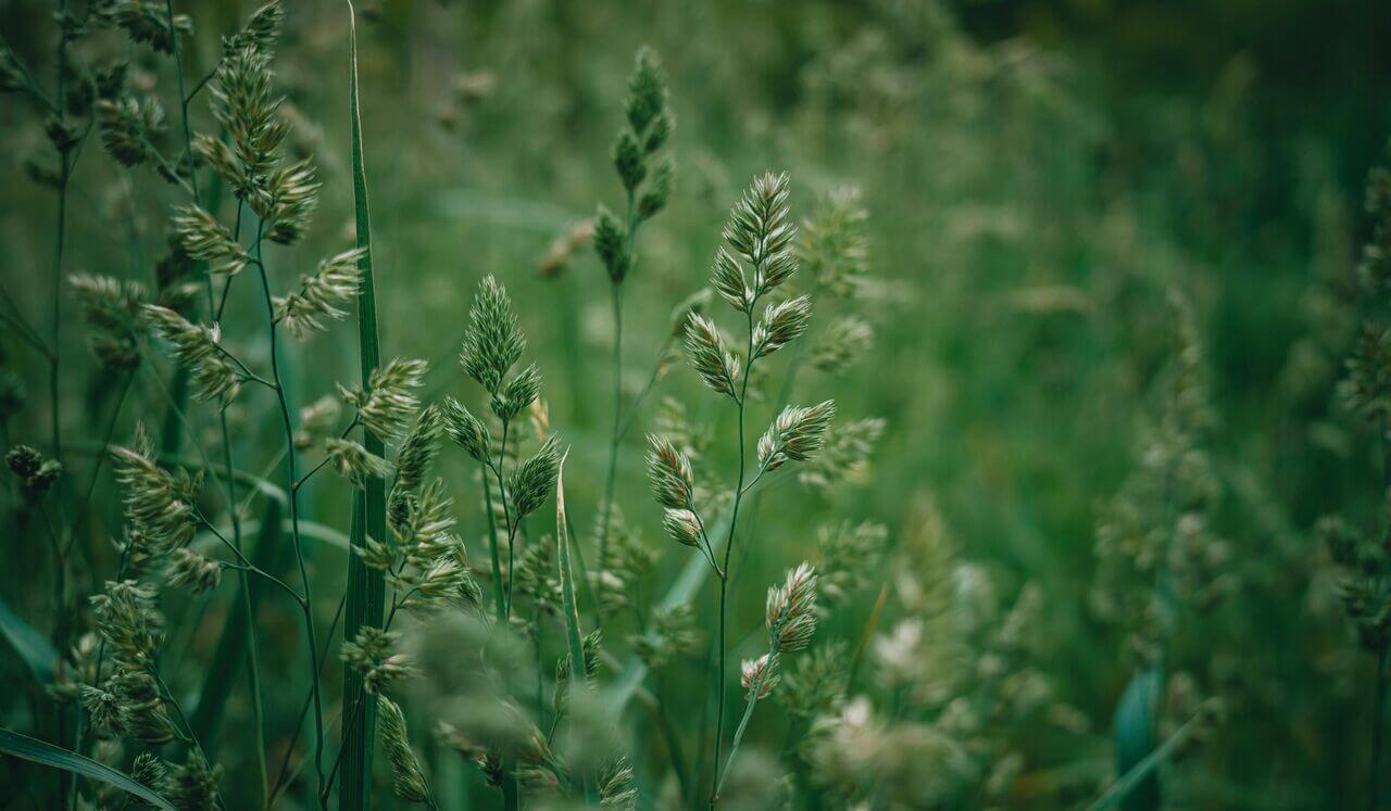 Heart Chakra Healing