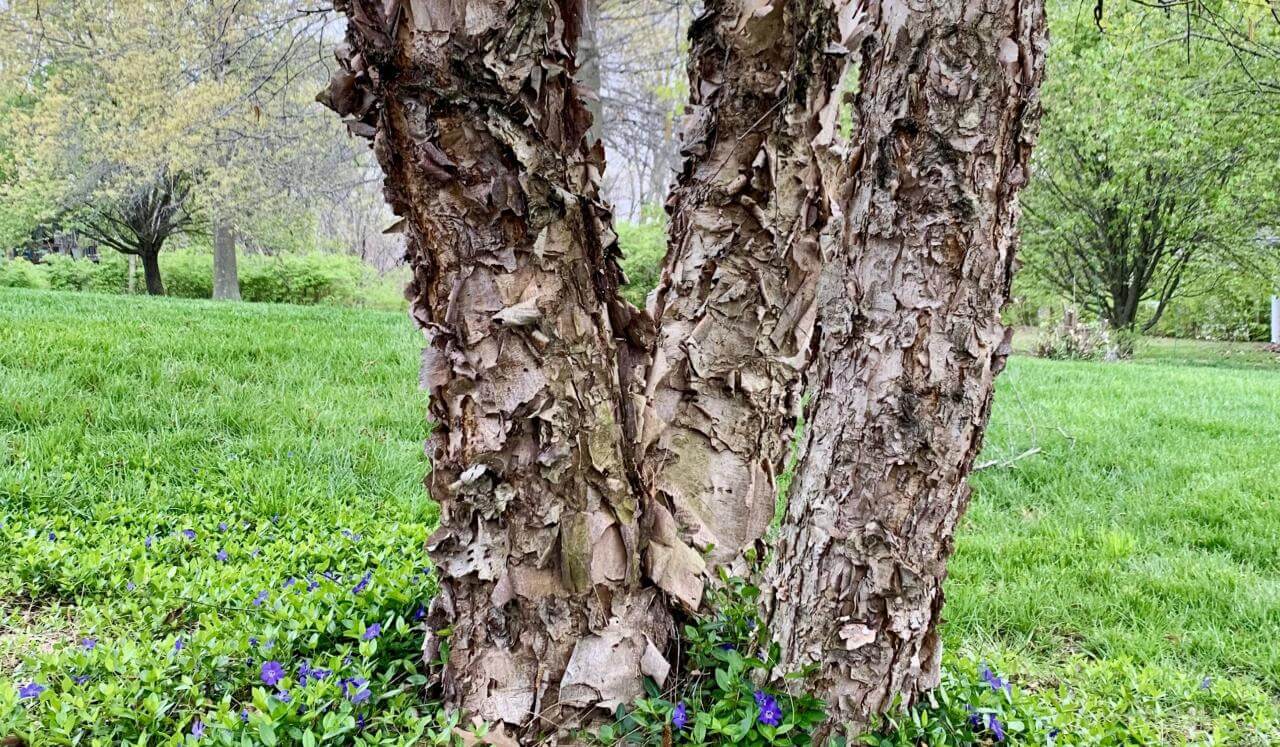 Root Chakra Healing Meditation