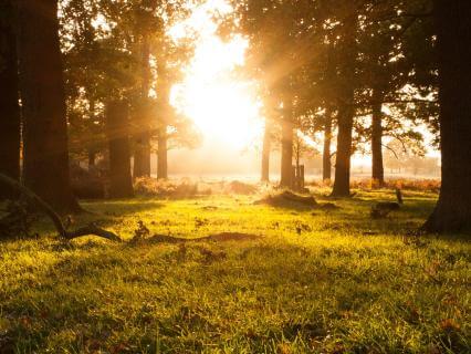 Find Stillness Amidst Movement With Healing Harp (440 Hz)