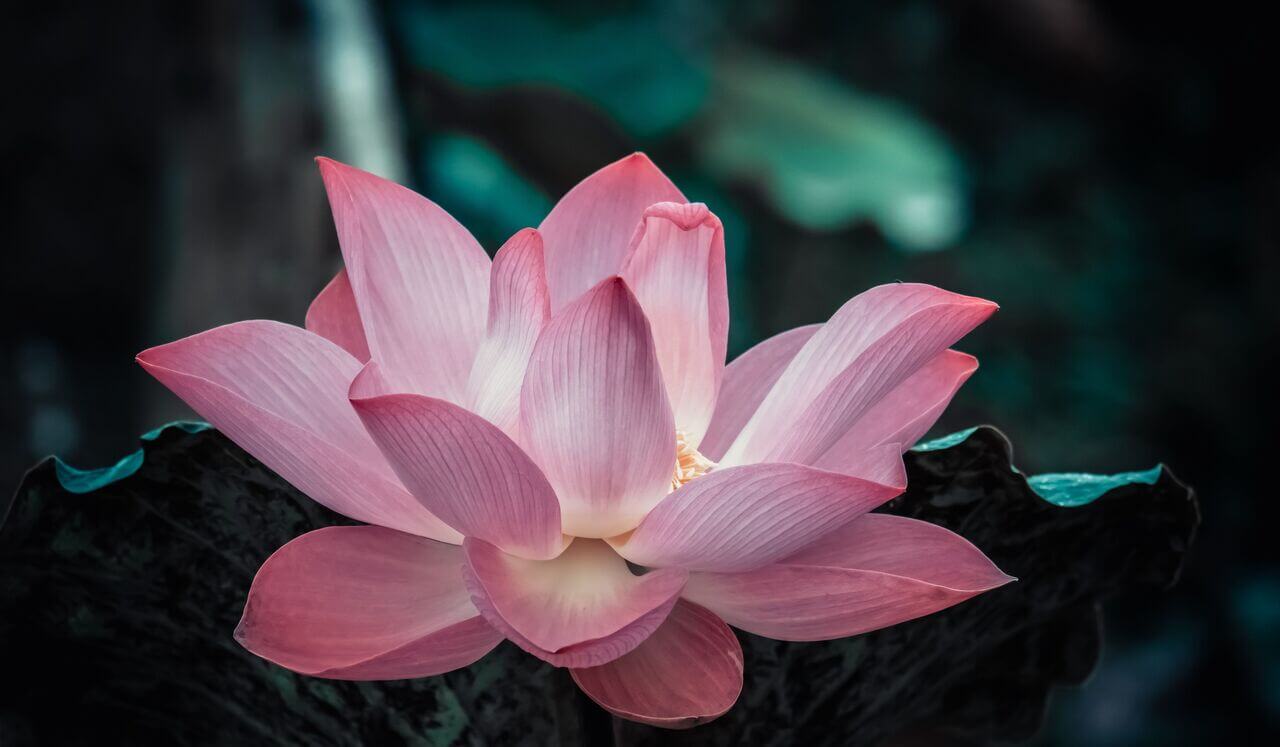 Addiction Affirmations