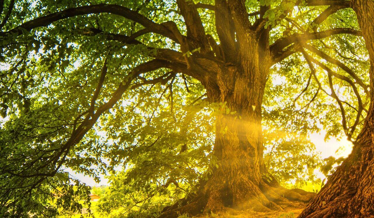 Grounding Yoga Nidra: Quiet The Mind, Connect To The Body