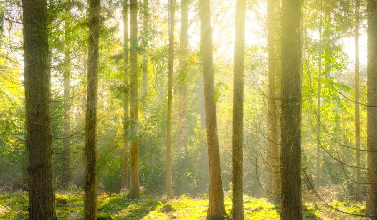 Brighter Mornings