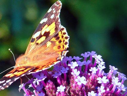 Energy Management For HSPs And Empaths - by Ileen Tracy
