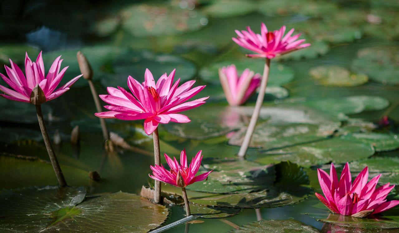 Pelvic Peace: For Release And Ease