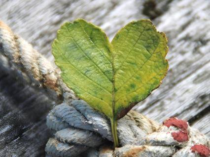 Regaining Trust - by Sally Clough