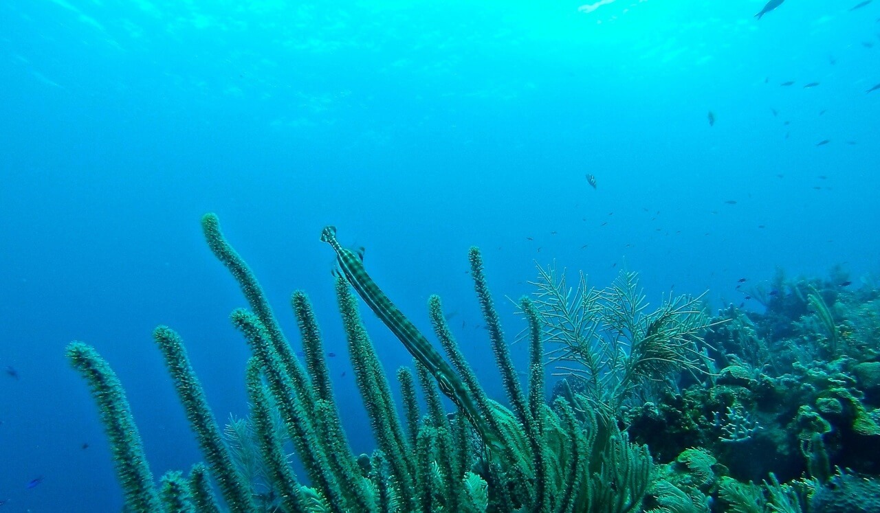 Drift Into Deep Relaxation: An Ocean Meditation