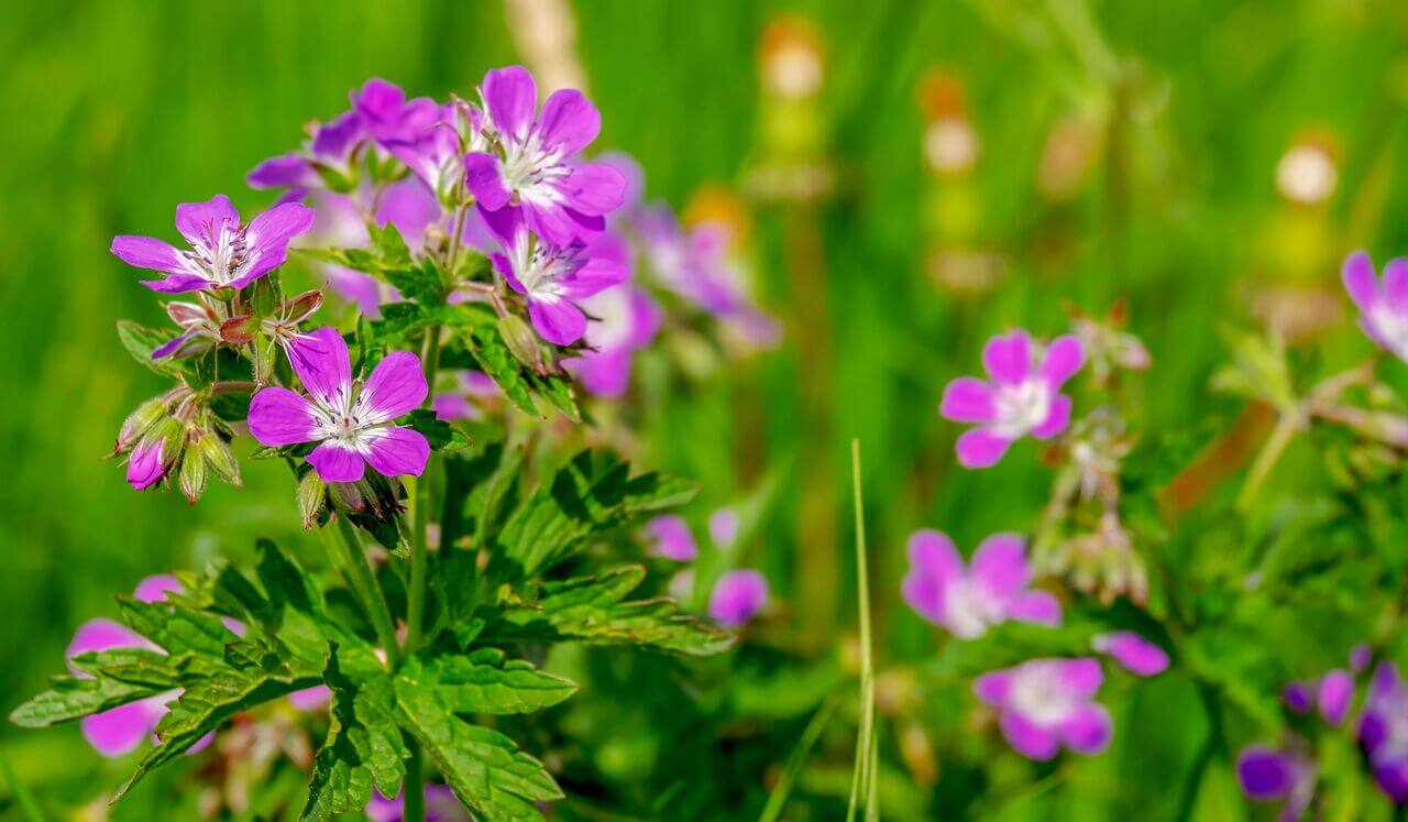 Softening Into Self-Soothing