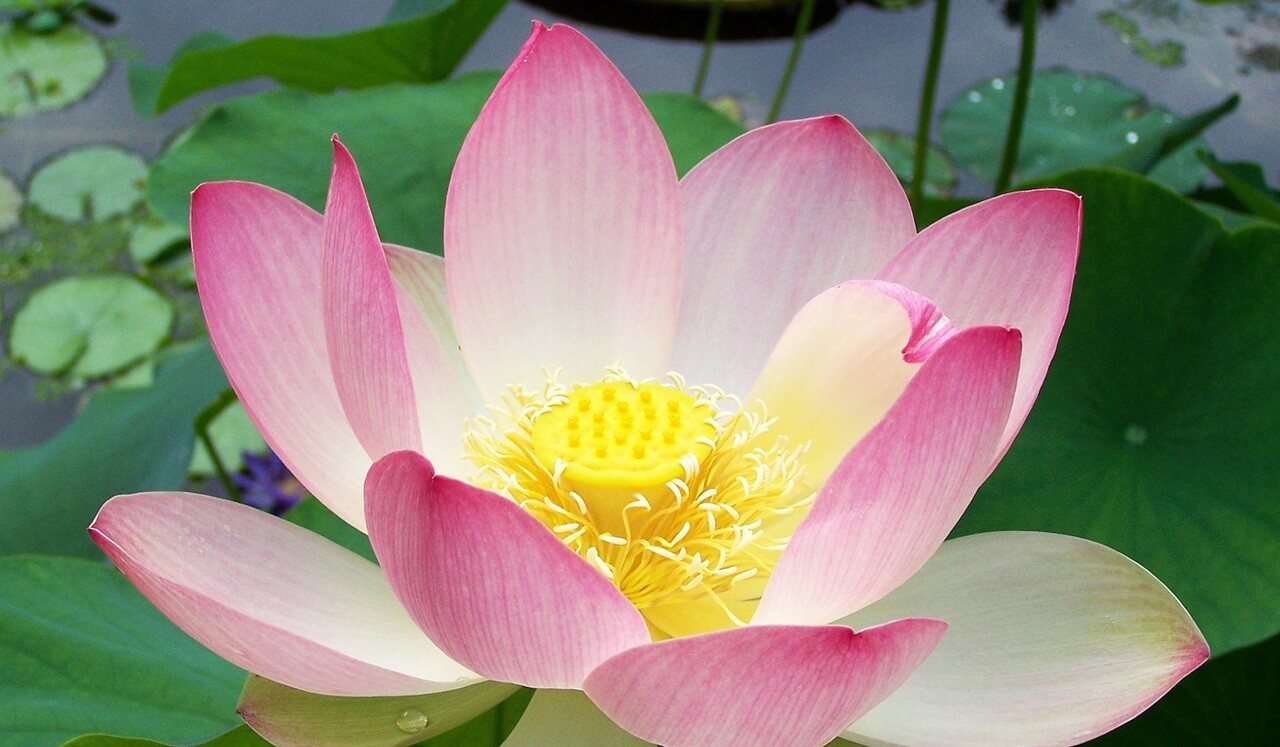 Difficult Emotions: Body As Foundation