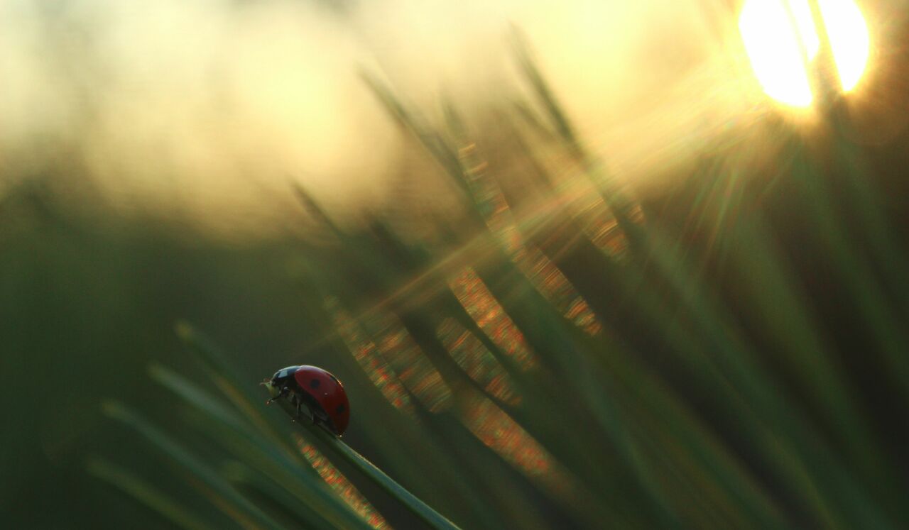 IFS Meditation - Exploring The Source