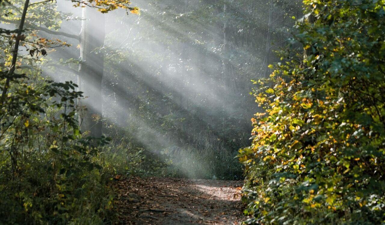 Release Trauma Signals - Worry