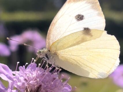 Karma, Dharma And Butterflies