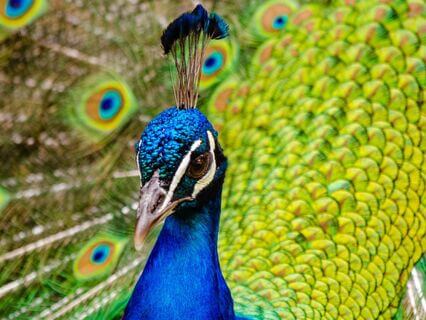 Exploring The Self Through The Elemental Archetypes Of Chinese Medicine - by Helen Hansen