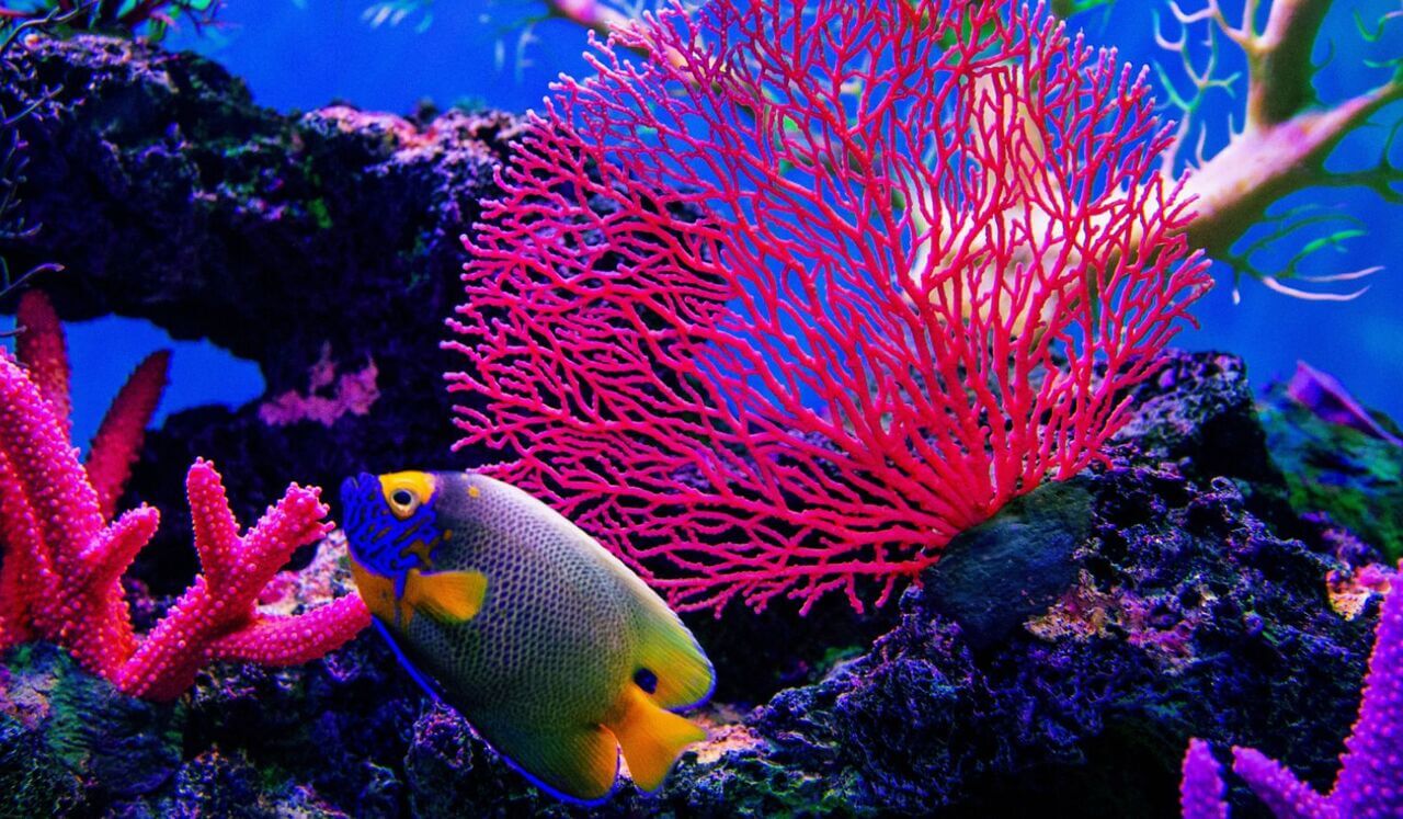 Breathing With The Ocean Calming Kids Visualization To Relax