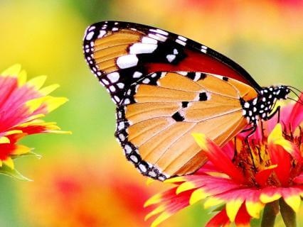 Educating The Ego For Inner Freedom: Intensive 4: Recognising The Self - by Stephanie Aurand