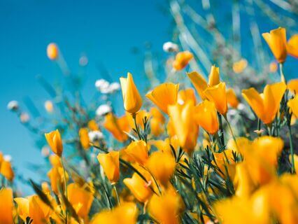 Self-Care In Sobriety: 5 Days Of Deep Nurturing - by Sadie Barr