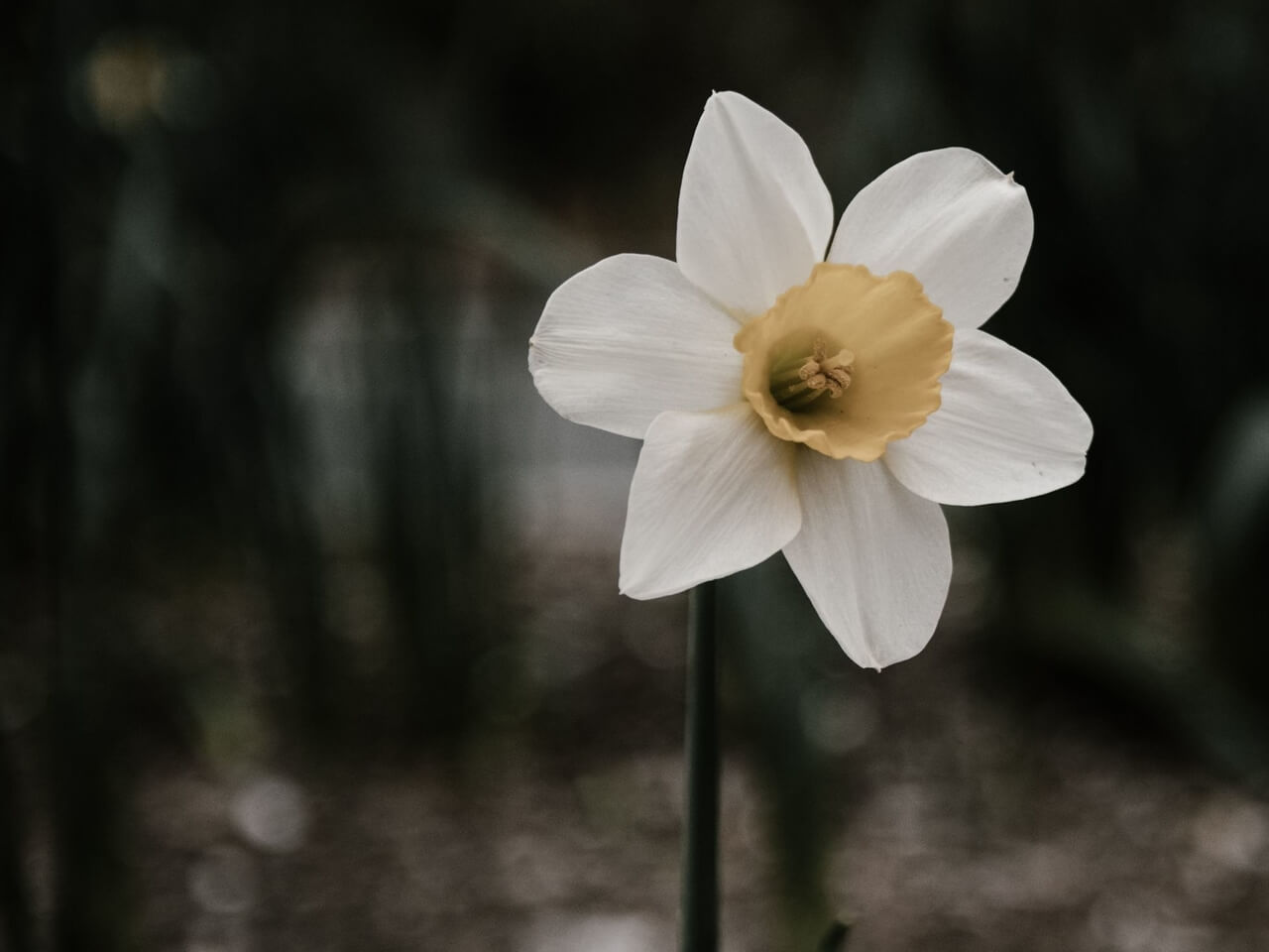 Anxiety Into Harmony 