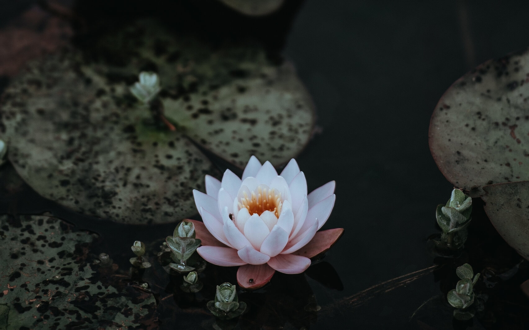 Loving Kindness - Metta - Short Version