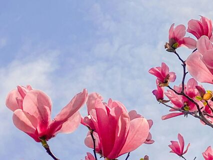 Spring Equinox Loving-Kindness Meditation