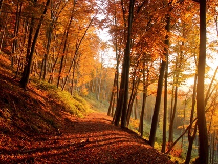 Embrace The Energies Of Autumn Equinox | Charlotte Denham