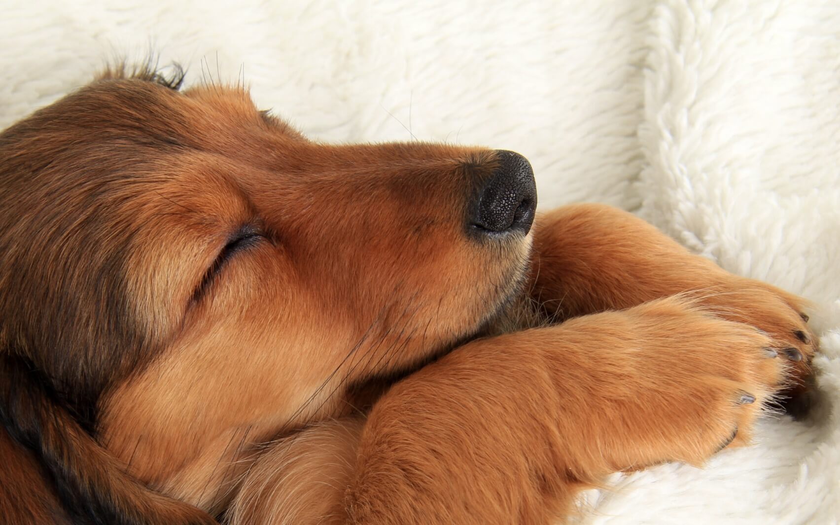 Back To Sleep Journey