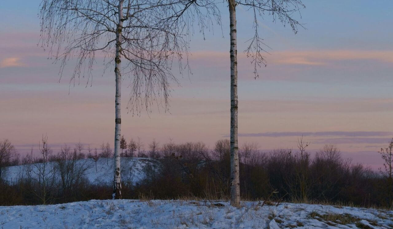 Release Trauma Signals - Bitterness