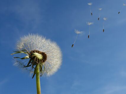 Let Go So Life Can Flow - by Mirela Vukovic