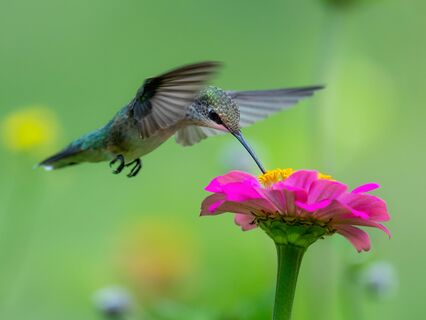 Feed Your Magic, Enchant Your Life - by Karolina Gladych