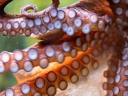 Regeneration & Radiance Reclaiming Your Unique Colors