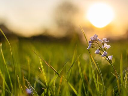 Meditation For Individuals With Mental Illness: Beginners & Health Professionals - by Alta Lourette