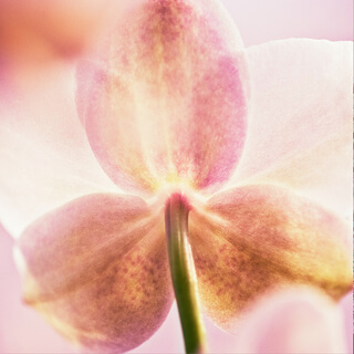 Perdona y Atrévete a Olvidar