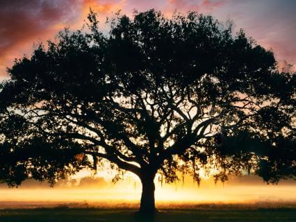 Meditation Techniques For Health And Healing - by Helen Pengelly