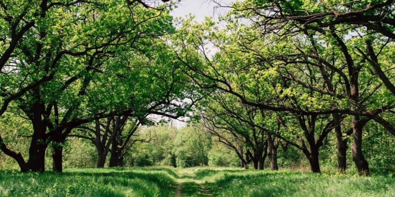 Compassievolle Vriend Meditatie