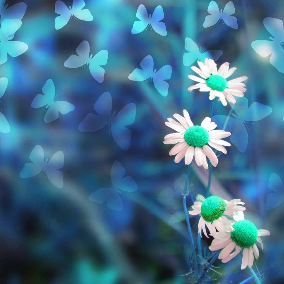 Morning Peace and Grace