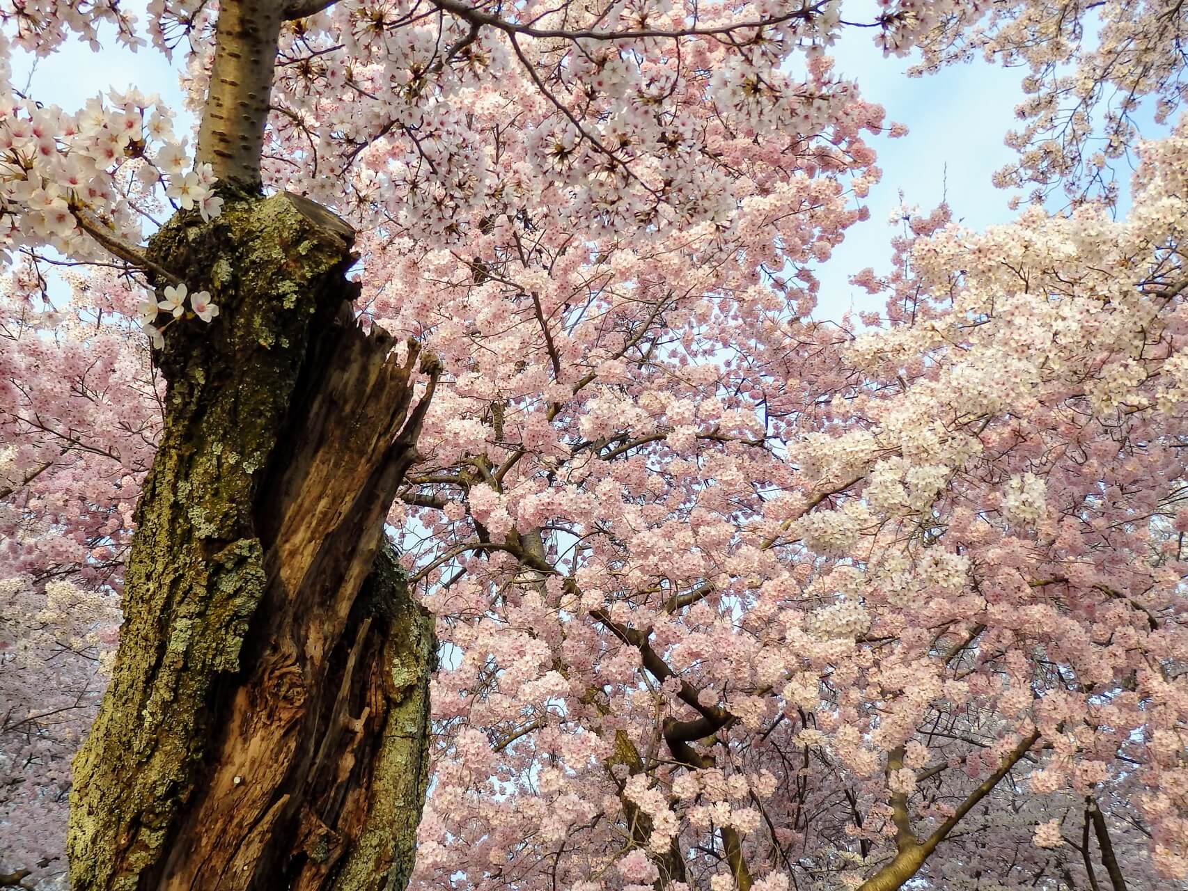 Understand Your Self-Doubt By Meeting Your Protector