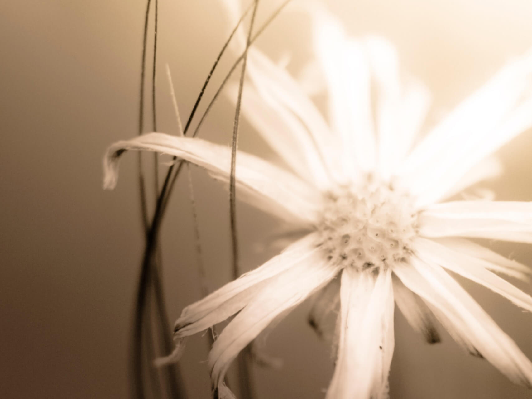 Harmonizing Your Energy: 741Hz Solfeggio Meditation Music