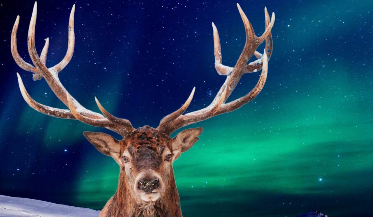 Bedtime Story: The Christmas Reindeer Pt. 1