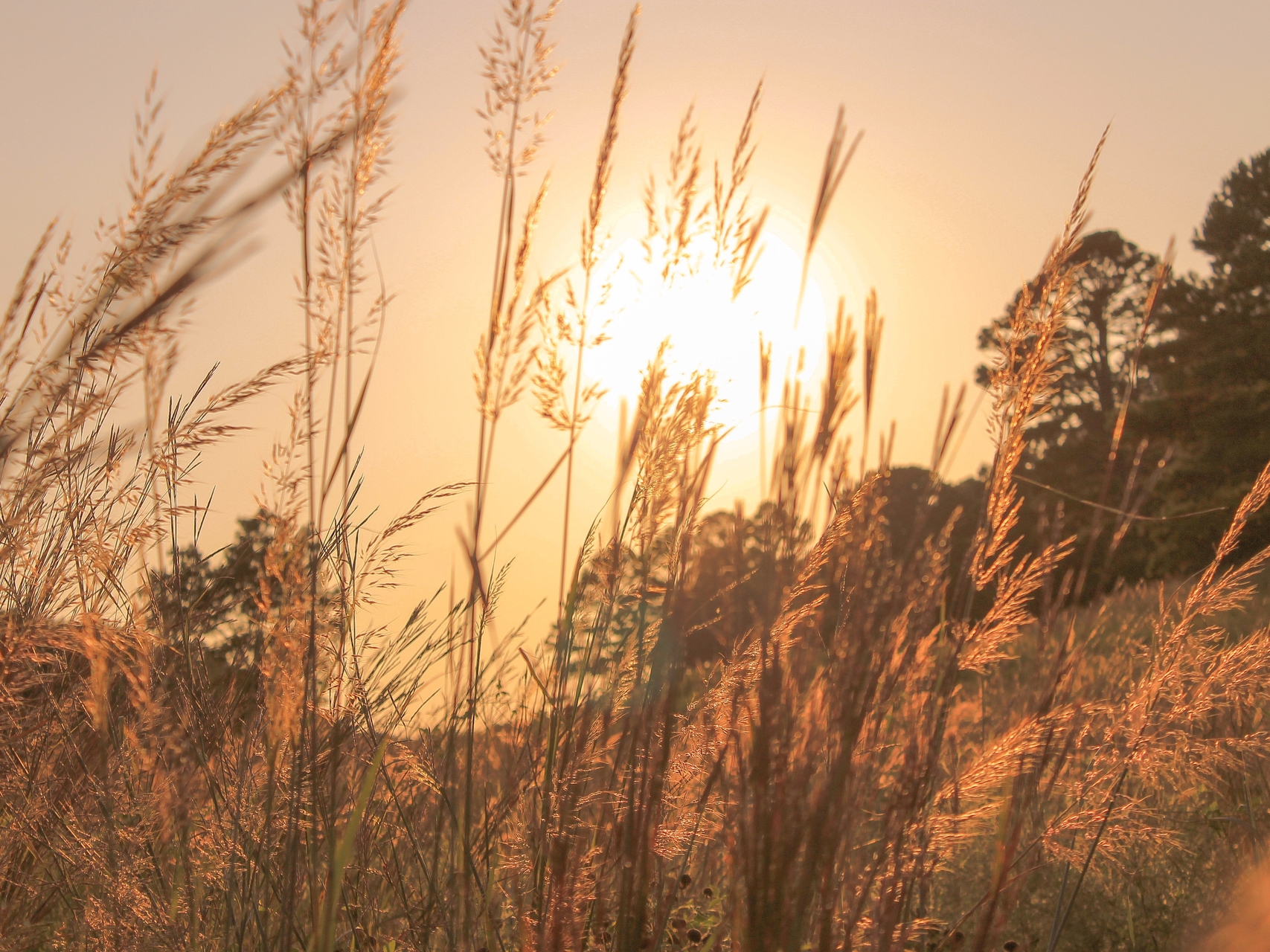 Accompagnement à l'Autoguérison